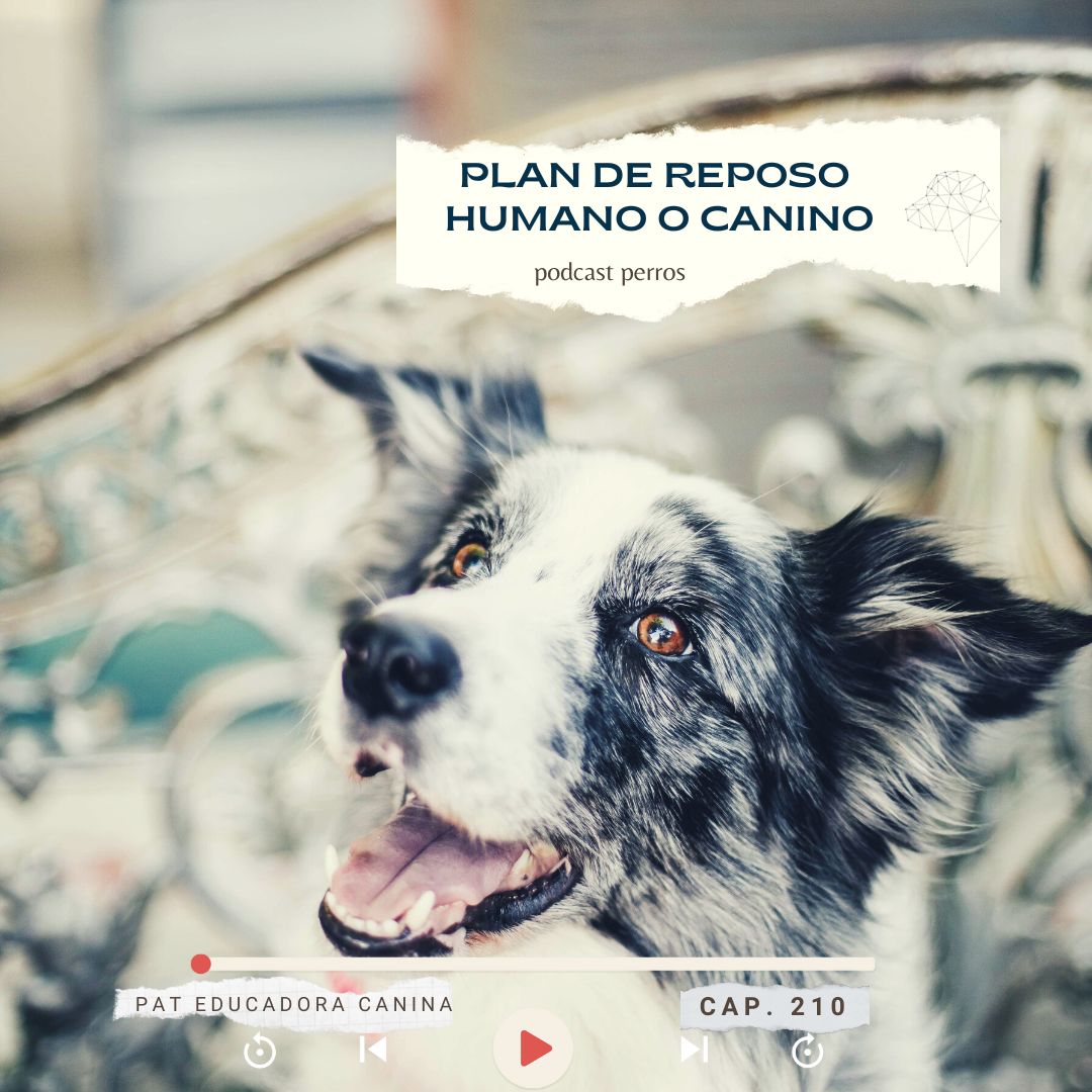 Plan de reposo humano o canino – Capítulo 210