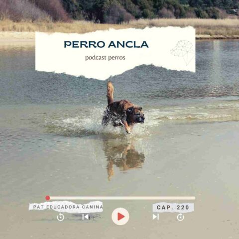 Perro ancla- capítulo 220