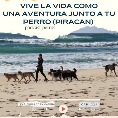 Vive la vida como una aventura junto a tu perro -capítulo 221