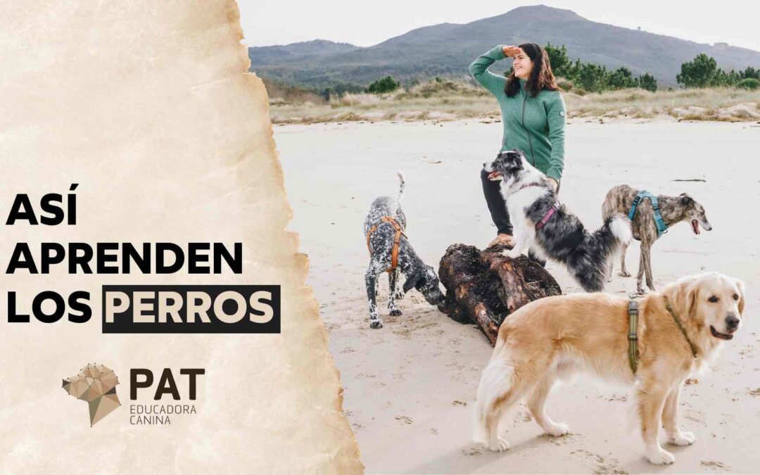 ¿Cómo aprenden los perros? | 🧭 Clase 3 Aventura canina