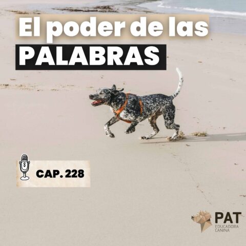 El poder de las palabras- capítulo 228