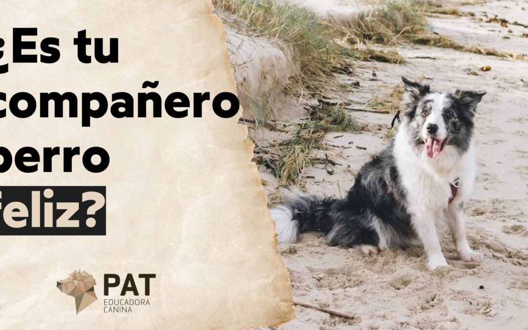 Descubre las necesidades de tu perro explorador: Consejos esenciales para su bienestar | 🧭 Clase 2 Aventura canina