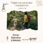 Viajar en la caravana con perros