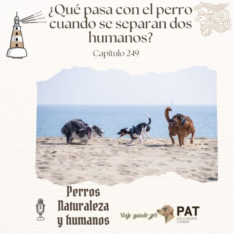 ¿Qué pasa con el perro cuando se separan dos humanos? – Capítulo 249