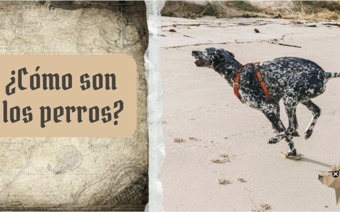 ¿Cómo son los perros? – 🧭 Clase 1 Aventura canina