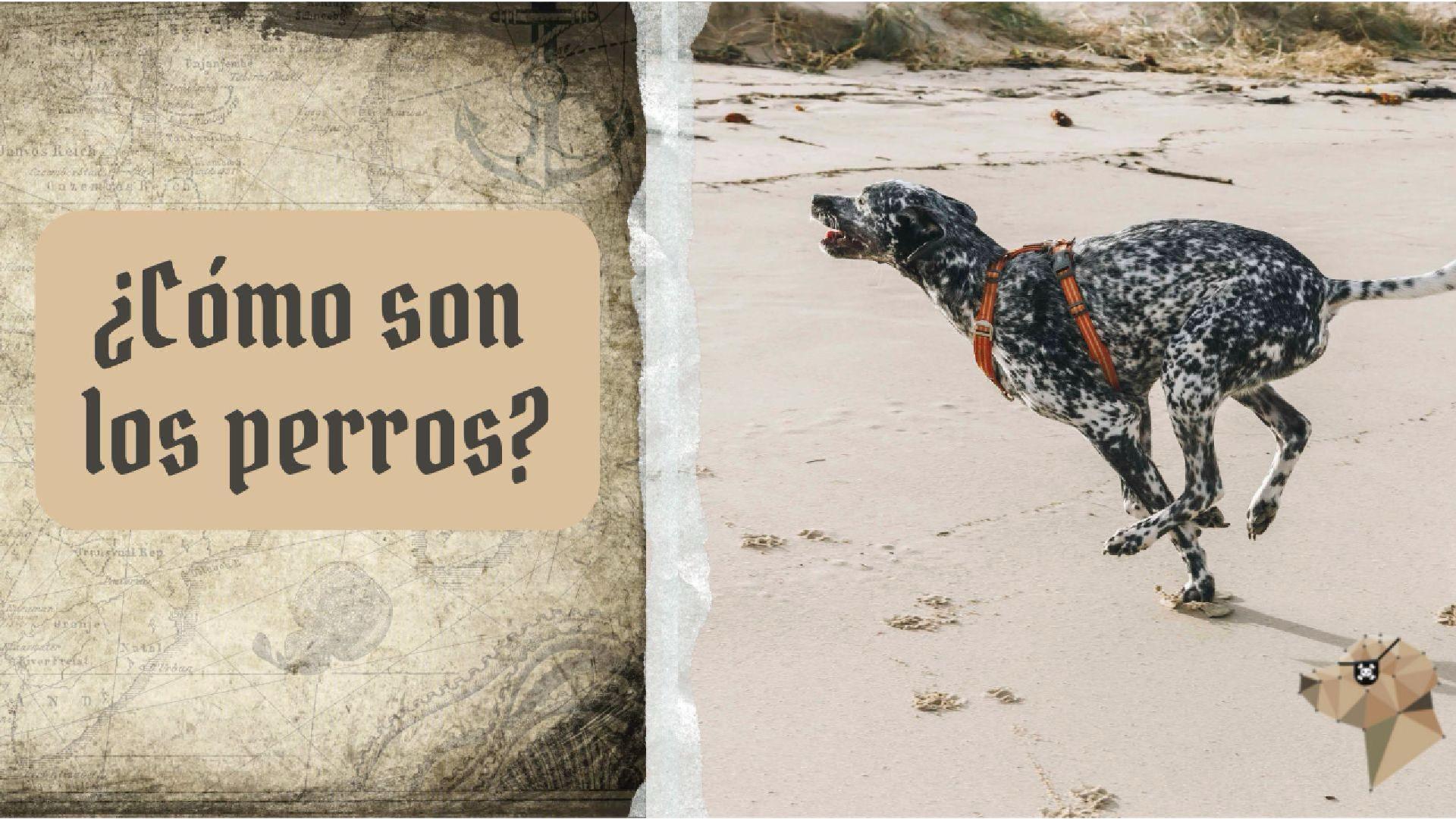 ¿Cómo son los perros? – 🧭 Clase 1 Aventura canina