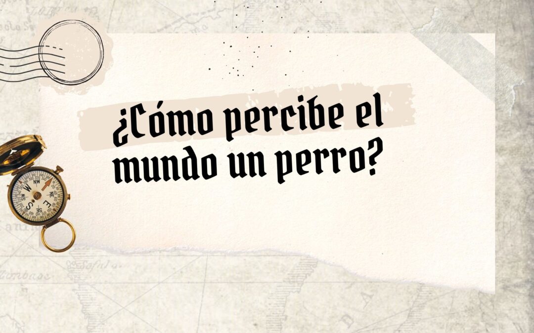 ¿Cómo percibe el mundo el perro? – Clase 4 Aventura canina